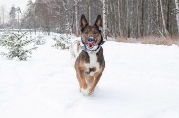 Young energetic half-breed dog walks. Walking outdoors in the winter.  How to protect your pet from hypothermia. 