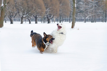 The Australian shepherd.  Dogs play with each other. Walking outdoors in the winter.  How to protect your pet from hypothermia. 