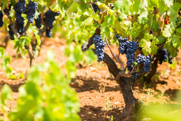 Branch of the Primitivo di Manduria grape, organic vineyard in Salento, natural conditions, Puglia,...