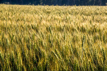 Background of wheat field in summer day.