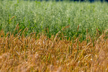 Background of cereal field in summer day.
