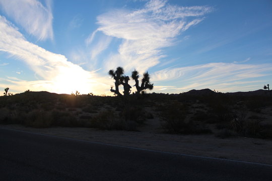 Joshua tree 