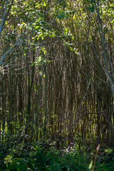 Brushwood and wild plants growing on forest.