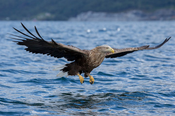Ein freigestellter Seeadler kurz vor dem Zugriff über dem blauen Wassser