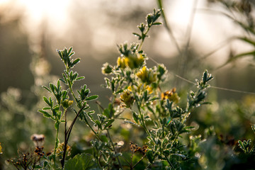 Yellow rural flowers on green field.