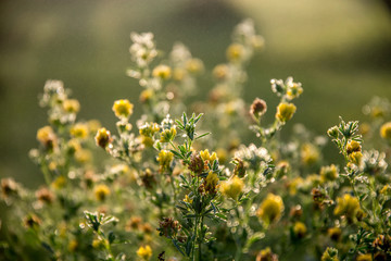 Obraz na płótnie Canvas Yellow rural flowers on green field.