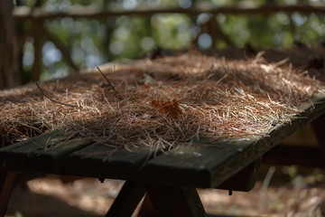 Obraz premium Pine needles lying on a wooden table outside in the sun