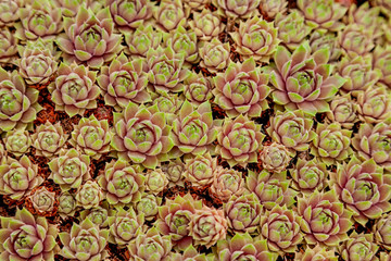 Macro photo of sempervivum plant.   Botanical name sempervivum arachnoideum.