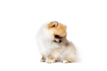 pomeranian spitz isolated on a white background
