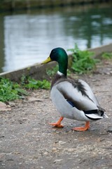 Naklejka na ściany i meble Male mallard duck walking on footpath near river