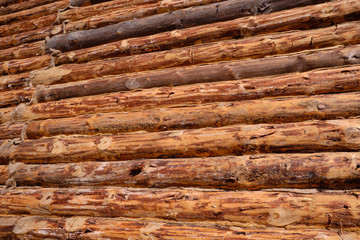 Obraz premium New wooden blockhouse. Construction of a house or dwelling. Walls of round treated pine trunks. The angle of the structure. The method of laying
