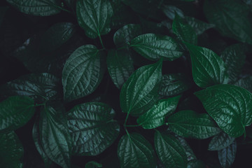 Green leaves pattern background. Wild betel leafbush nature dark green tone background.