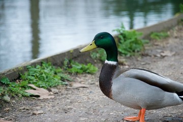 Naklejka na ściany i meble Male mallard duck standing on footpath near river