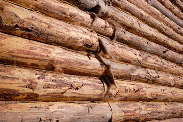 New wooden blockhouse. Construction of a house or dwelling. Walls of round treated pine trunks. The angle of the structure. The method of laying