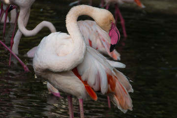 Pink Flamingo cleans it's feathers