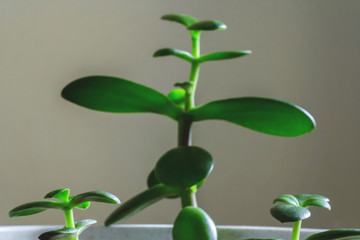 Home plant with fresh daylight lit leaves