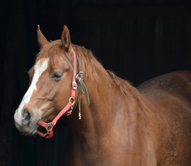 Obraz premium Humorous horse with halter over his nose