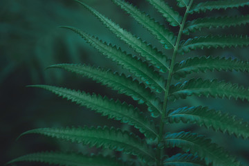 Green ferns leaves pattern background. Ferns leaves nature dark green tone background.