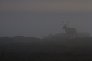 Eine Rentier-Silhouette in der Morgendämmerung bei Nebel