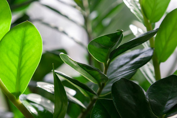 Fototapeta premium Evergreen leaves of Zamioculcas houseplant. tropical leaves pattern background.indoors plants and flowers concept.