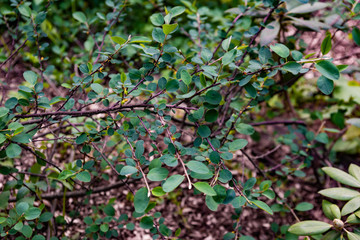 A branch of a bush cotoneaster uniflorus