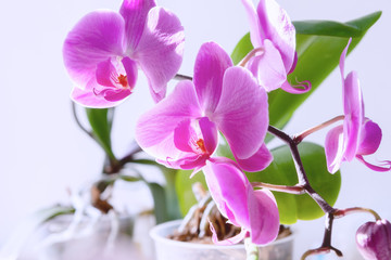 Fototapeta na wymiar Purple orchid bloom flower.exotic houseplant blossom. decorative or ornament for design.