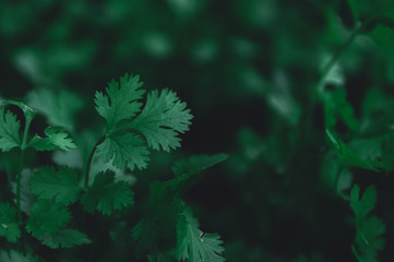 Fresh leaf green coriander in a garden. Vegetable coriander for health. nature dark green tone background