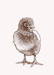 Graphical vintage chick, vector illustration