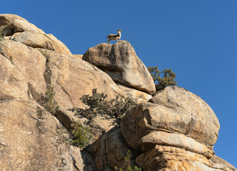 Obraz premium Goats in La Pedriza, National Park of mountain range of Guadarrama in Manzanares El Real, Madrid, Spain.
