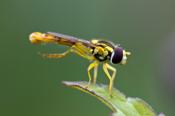 Eine freigestellte Schwebfliege in der Seitenansicht auf einem Blatt