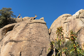 Goats in La Pedriza, National Park of mountain range of Guadarrama in Manzanares El Real, Madrid, Spain.