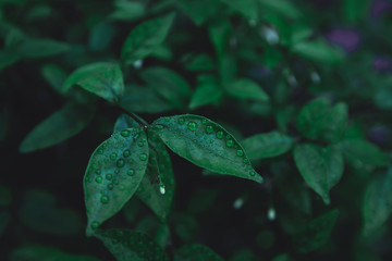 Green leaves pattern background. Flat lay. nature dark green tone background