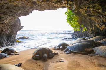 Turtles in a Cave