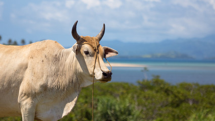 Bull cow with horns, looking over tropical sea view in Caramoan, Philippines