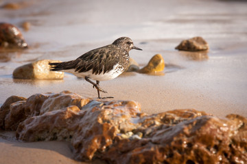 Bird on the Beach