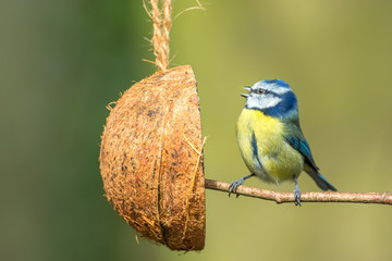 Blue Tit with coconut feeder, facing left, singing, beak open