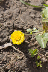Yellow flower mother and stepmother in the grass. The first spring flowers. Yellow spring flowers
