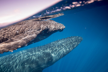 Naklejka premium Humpback whales of Hawaii