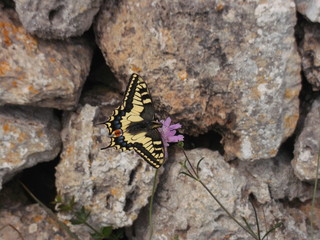 mariposa