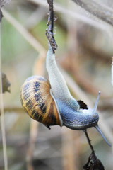 A hanging snail	