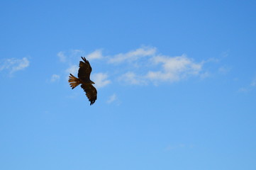 An eagle flying in the sky