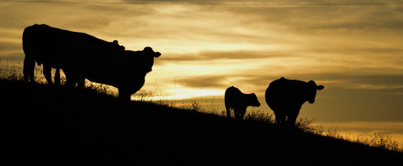 Cows grazing at dawn on a hill in Cantabria