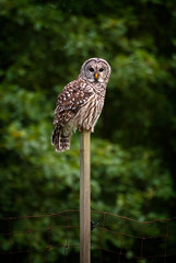 Barred Owl Sitting On a Fence Post. At night they hunt small animals, especially rodents, and give an instantly recognizable “Who cooks for you?” call.