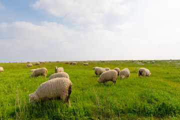 sheep on green grass field in england