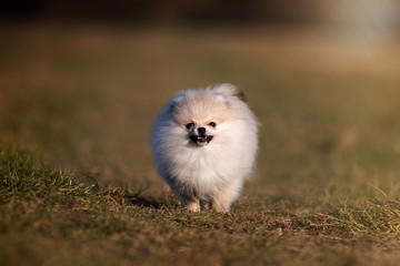 Pomeranian puppy running in grass field