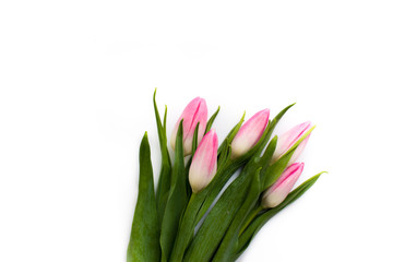 Fresh bouquet of five tulips isolated on white background. Spring flowers.