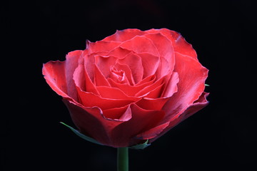 Red Rose on the black background - 255249725