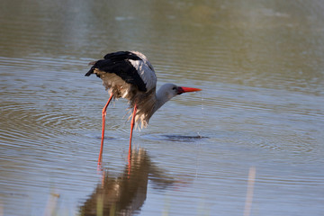 Ein freigestellter trinkender Storch in den Rieselfeldern von Münster
