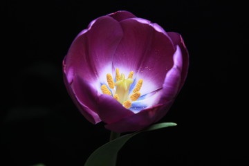 Purple Tulip on the black background - 255249767