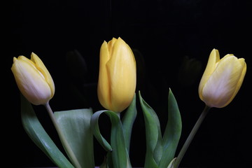Yellow tulip on the black background - 255249771